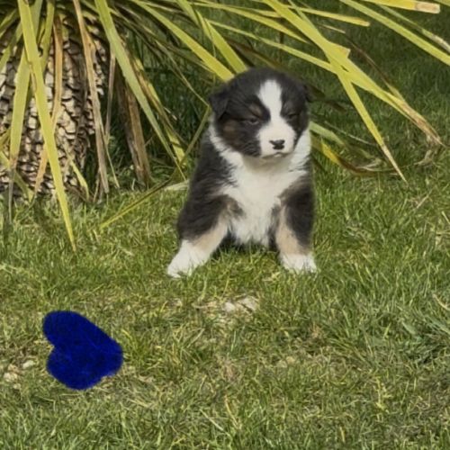 Chiot berger australien lof #3