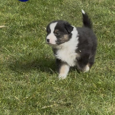 Chiot berger australien lof #4