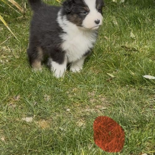 Chiot berger australien lof #6