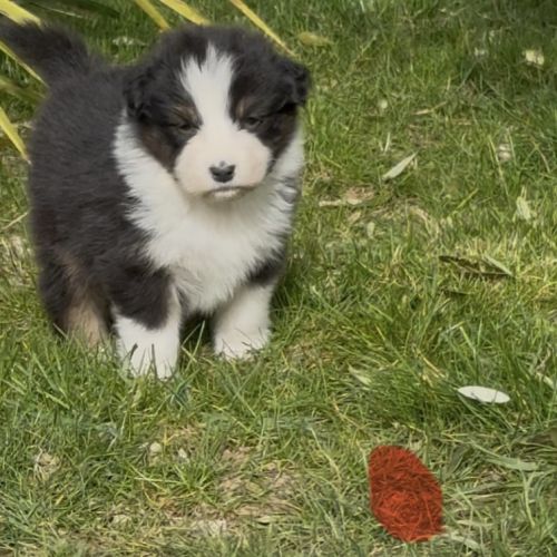 Chiot berger australien lof #7