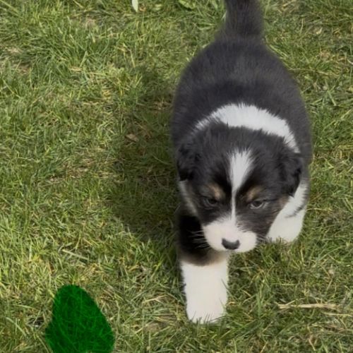 Chiot berger australien lof #9