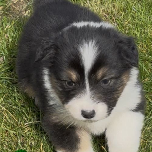 Chiot berger australien lof #10