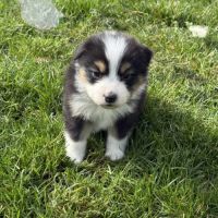 Chiot berger australien lof #1