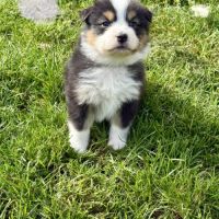 Chiot berger australien lof #2