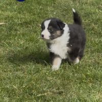 Chiot berger australien lof #4