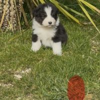 Chiot berger australien lof #5