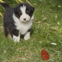 Chiot berger australien lof #7