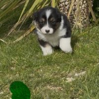 Chiot berger australien lof