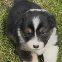 Chiot berger australien lof #10