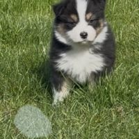 Chiot berger australien lof