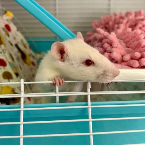 Ratte blanche ice #2