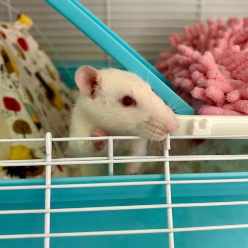 Ratte blanche ice #3