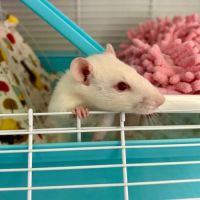 Ratte blanche ice #2