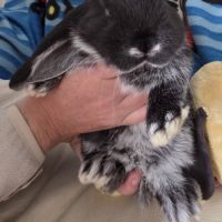 Lapin bélier géant français