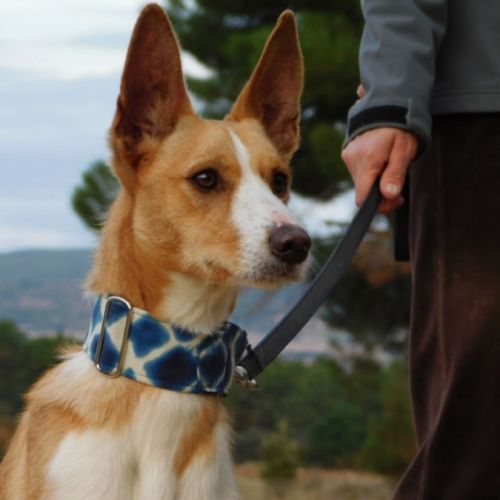 Piper jeune podenco à adopter – 1 an #0