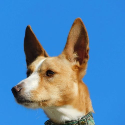 Piper jeune podenco à adopter – 1 an #5