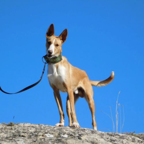 Piper jeune podenco à adopter – 1 an #6