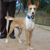 Piper jeune podenco à adopter – 1 an #2