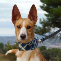 Piper jeune podenco à adopter – 1 an #4