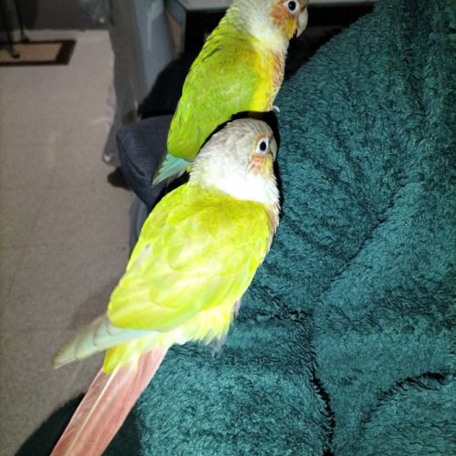 A vendre couple conure ananas #1