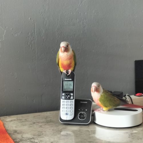 Couple conure ananas magnifique très belle couleur