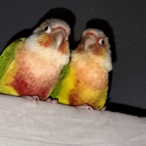 A vendre couple conure ananas #3