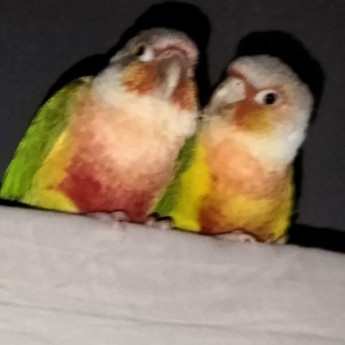 A vendre couple conure ananas #4