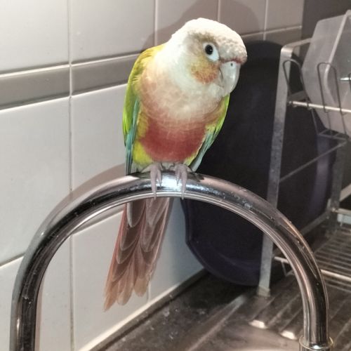 A vendre couple conure ananas #6