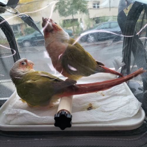 A vendre couple conure ananas #7