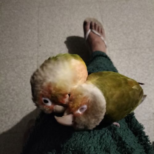 A vendre couple conure ananas #9