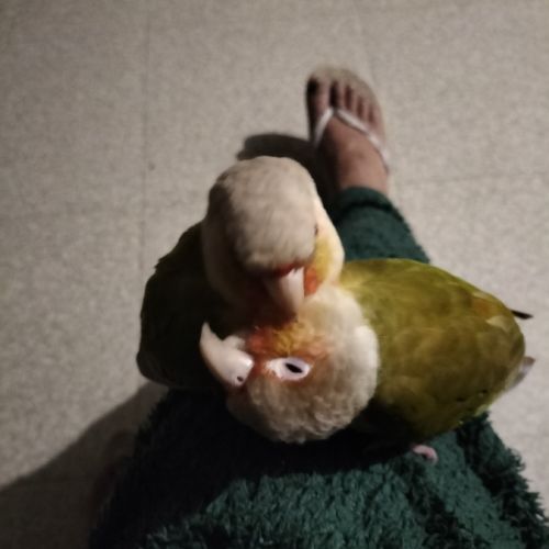 A vendre couple conure ananas #10