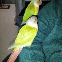 A vendre couple conure ananas #1