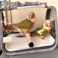 Couple conure ananas magnifique très belle couleur #2