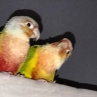 A vendre couple conure ananas