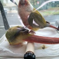 A vendre couple conure ananas #8