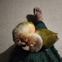 A vendre couple conure ananas #9