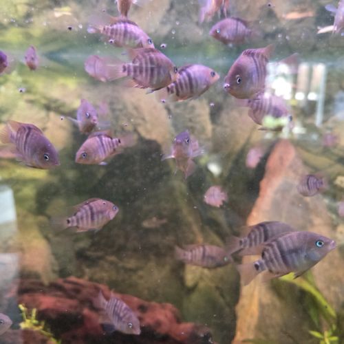 Bébés sajica de 4 mois #0