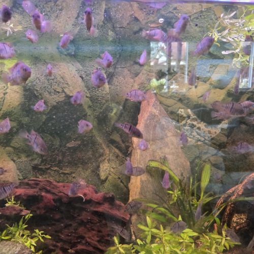 Bébés sajica de 4 mois #2