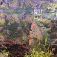 Bébés sajica de 4 mois #2