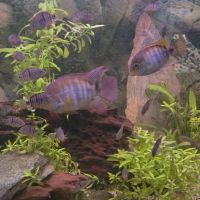 Bébés sajica de 4 mois #3