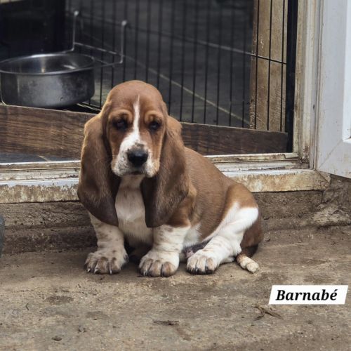 Chiot basset hound #0