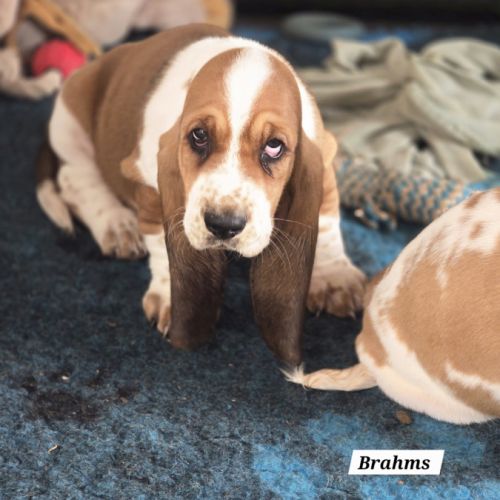 Chiot basset hound #2