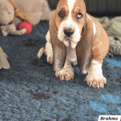 Chiot basset hound #3