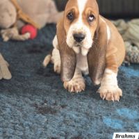 Chiot basset hound #3