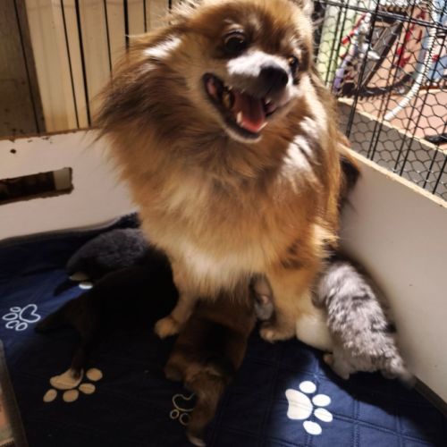 Magnifiques chiots spitz #3