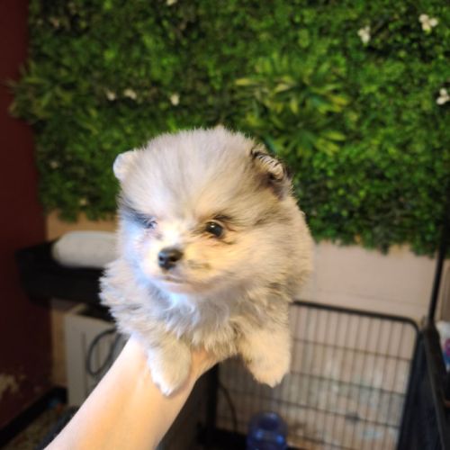 Magnifiques chiots spitz #5