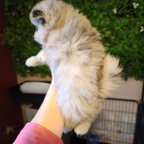 Magnifiques chiots spitz #6