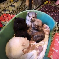 Magnifiques chiots spitz