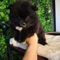 Magnifiques chiots spitz #2