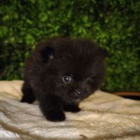 Magnifiques chiots spitz #4